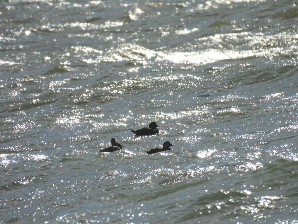 クロガモ - ML645344044