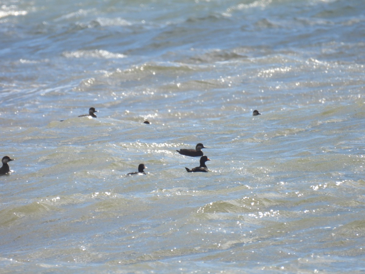 クロガモ - ML645344045