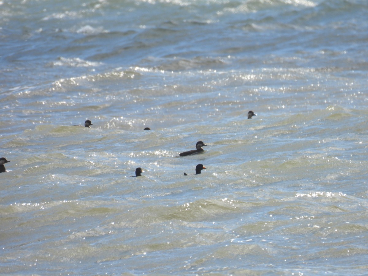 クロガモ - ML645344046