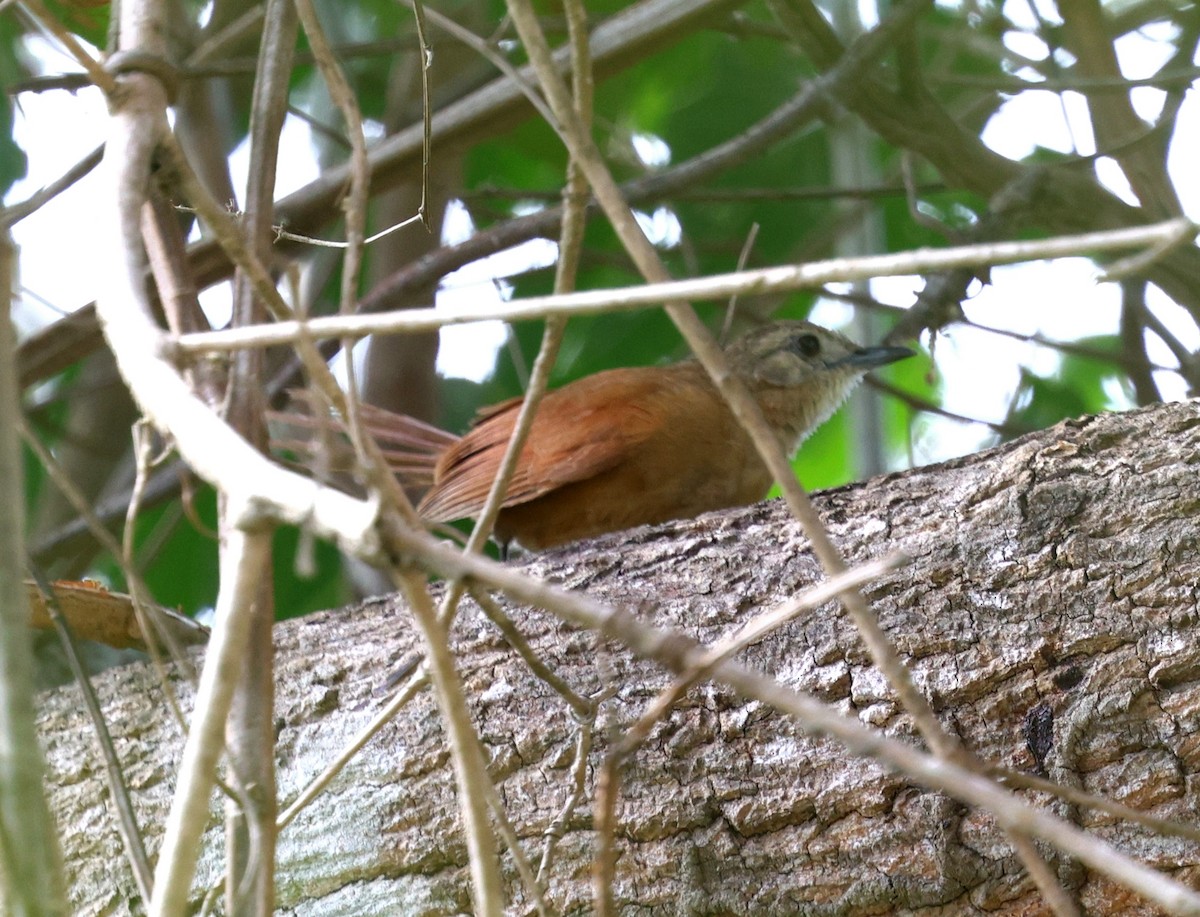 White-lored Spinetail - ML645344055
