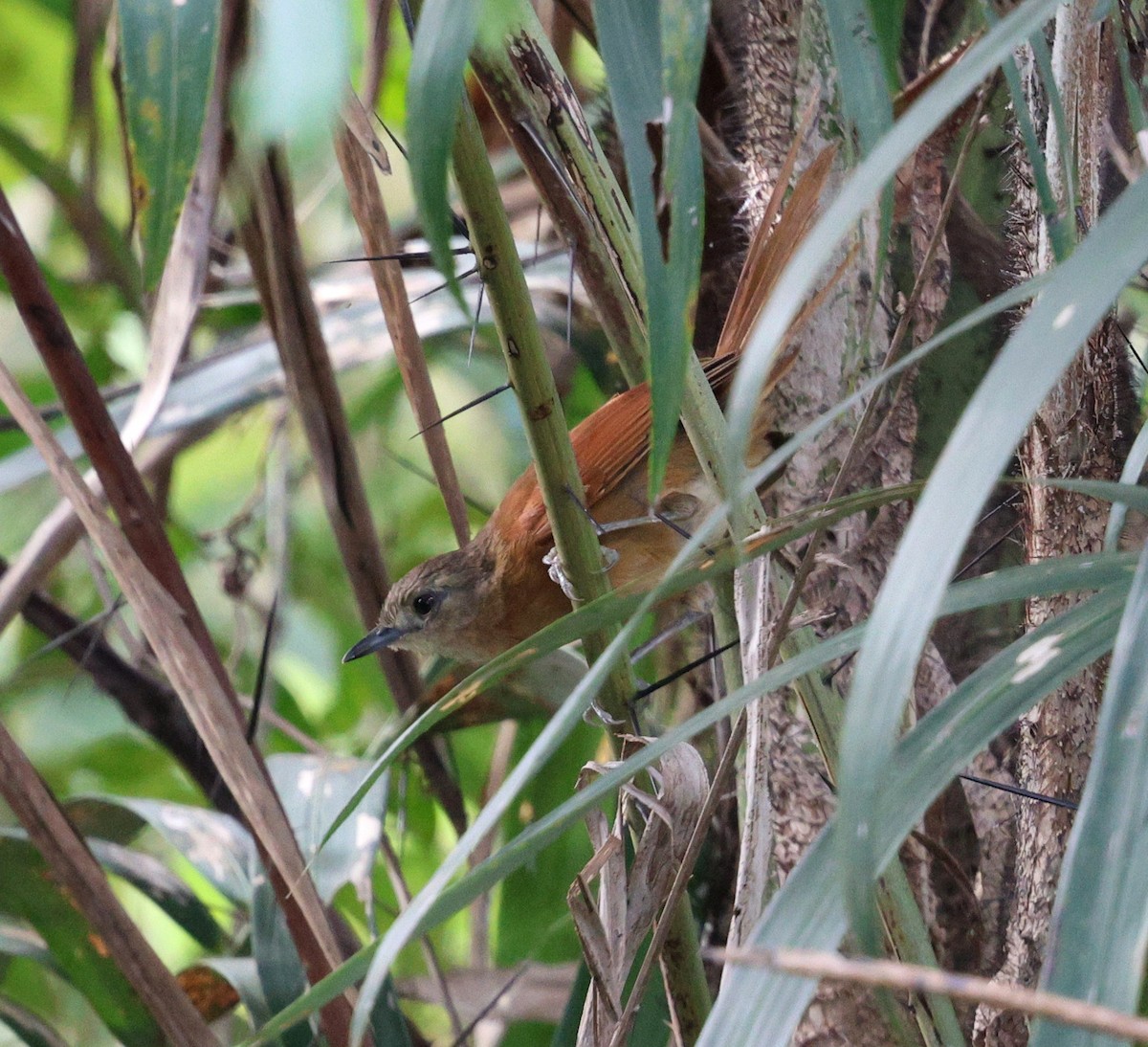 White-lored Spinetail - ML645344056