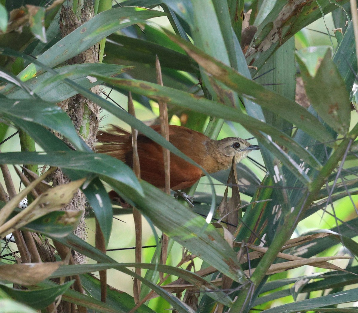 White-lored Spinetail - ML645344057