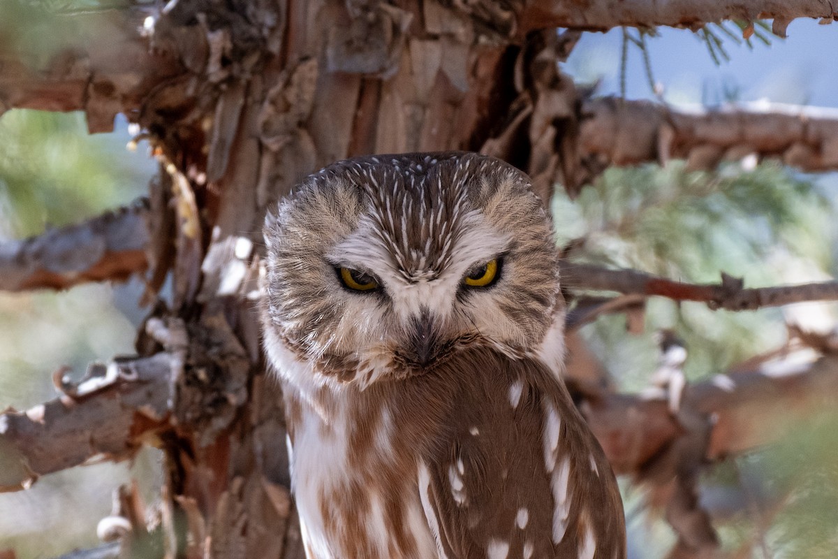 Northern Saw-whet Owl - ML645344058