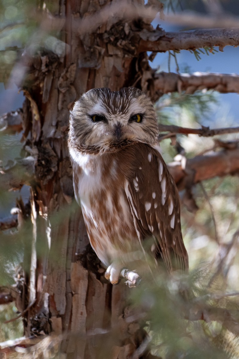 Northern Saw-whet Owl - ML645344059