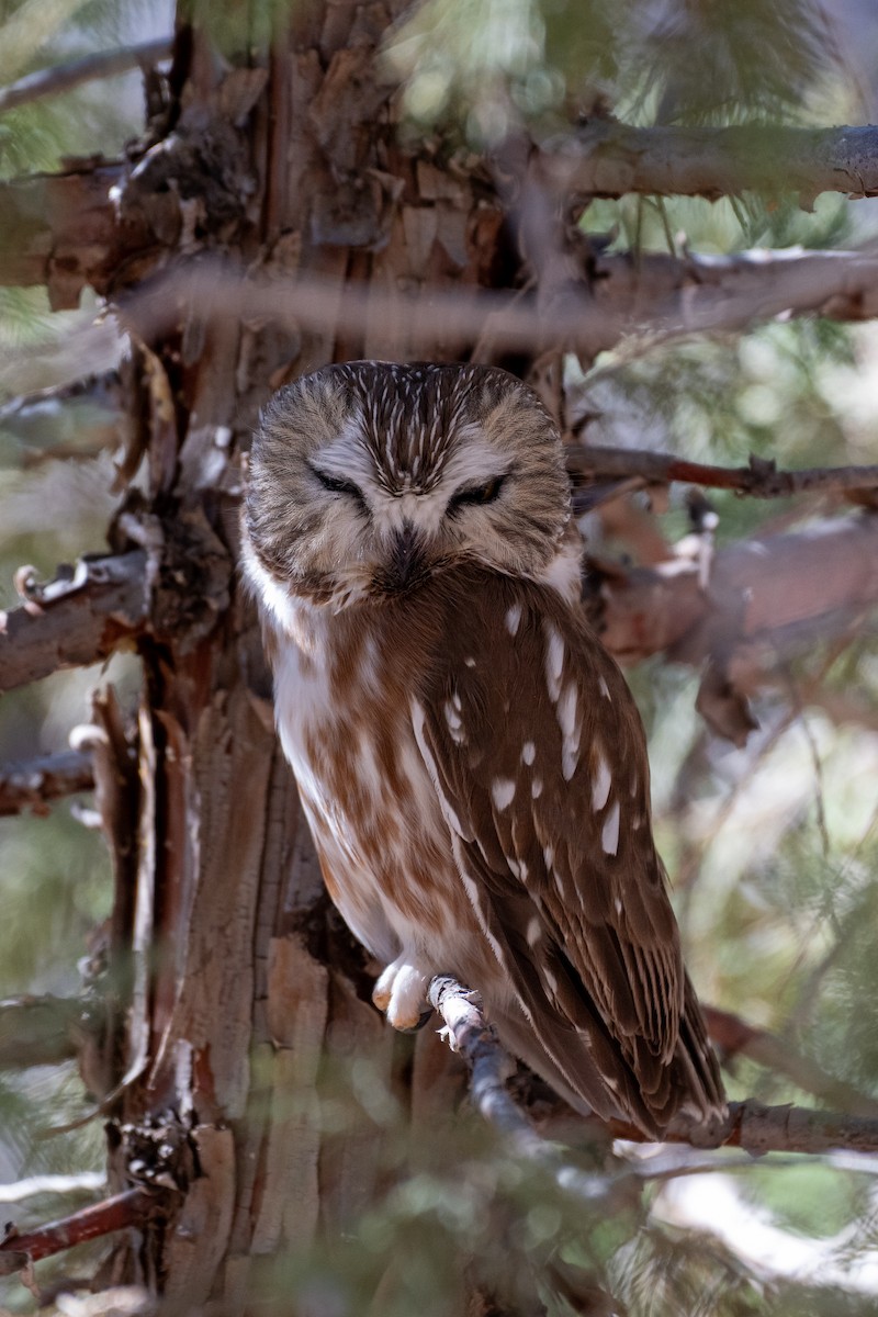 Northern Saw-whet Owl - ML645344060