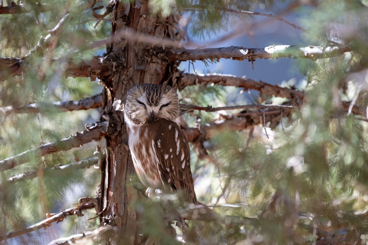 Northern Saw-whet Owl - ML645344061