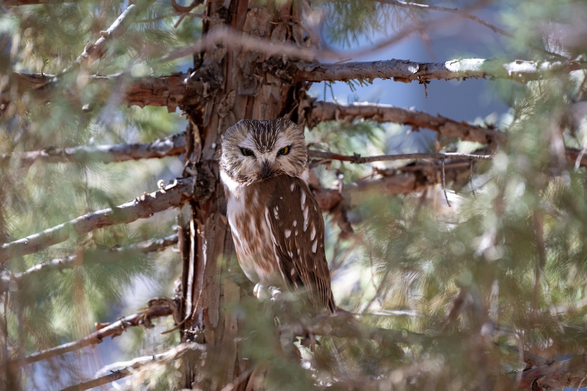 Northern Saw-whet Owl - ML645344062