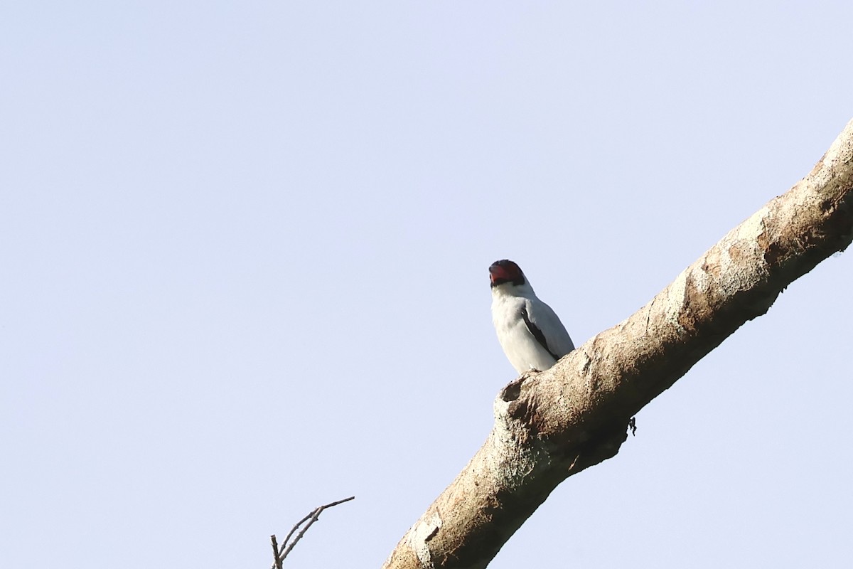 Masked Tityra - ML645344076