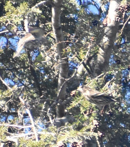 マツノキヒワ - ML645344095