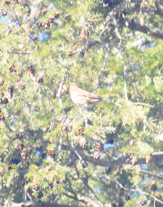 マツノキヒワ - ML645344096