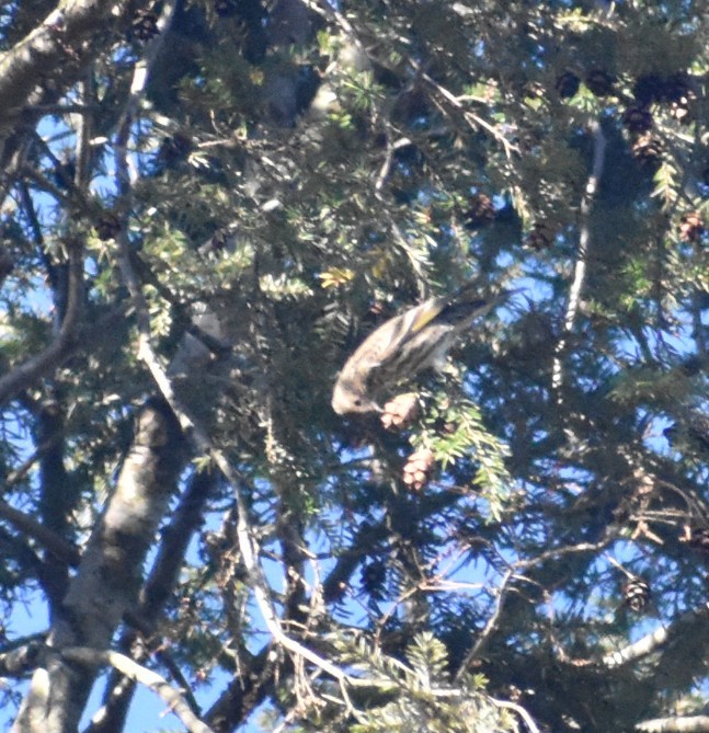 マツノキヒワ - ML645344097