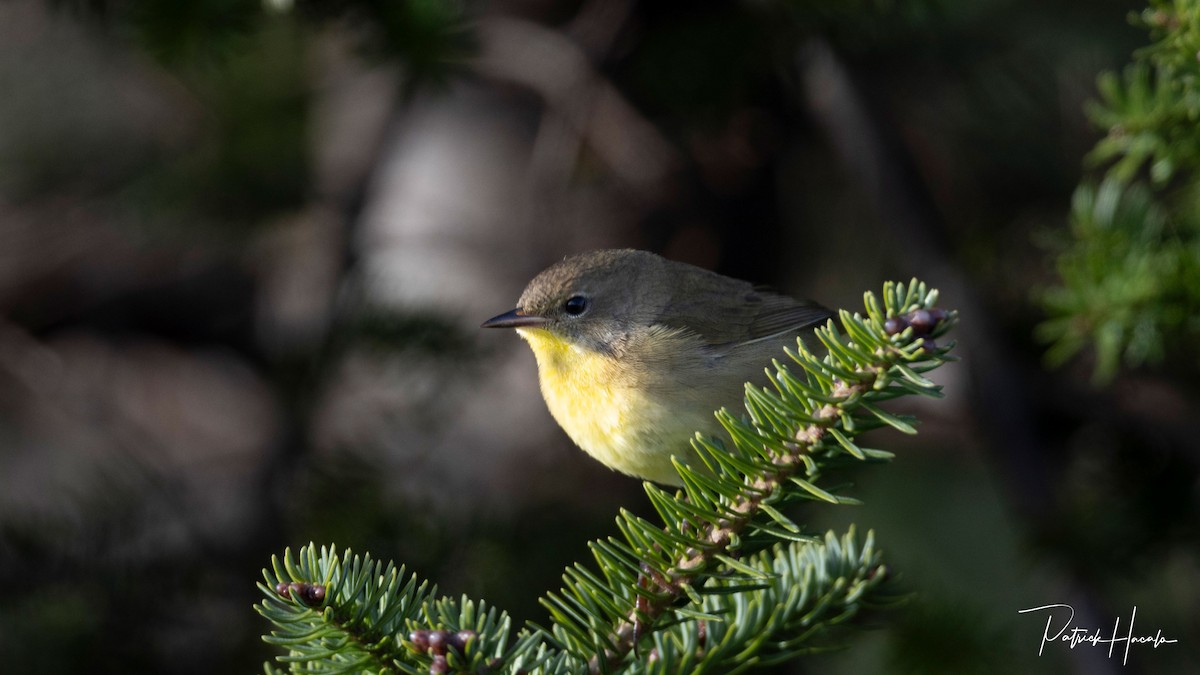 Common Yellowthroat - ML645344102