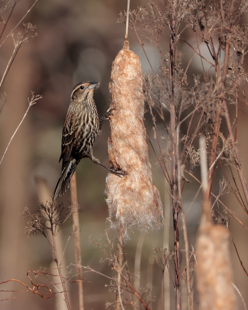 Red-winged Blackbird - ML645344105