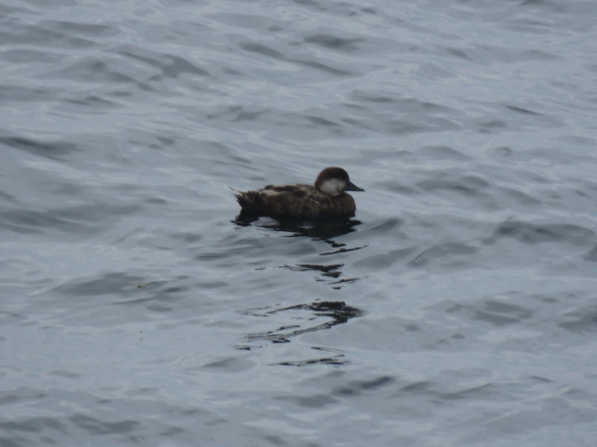 クロガモ - ML645344108