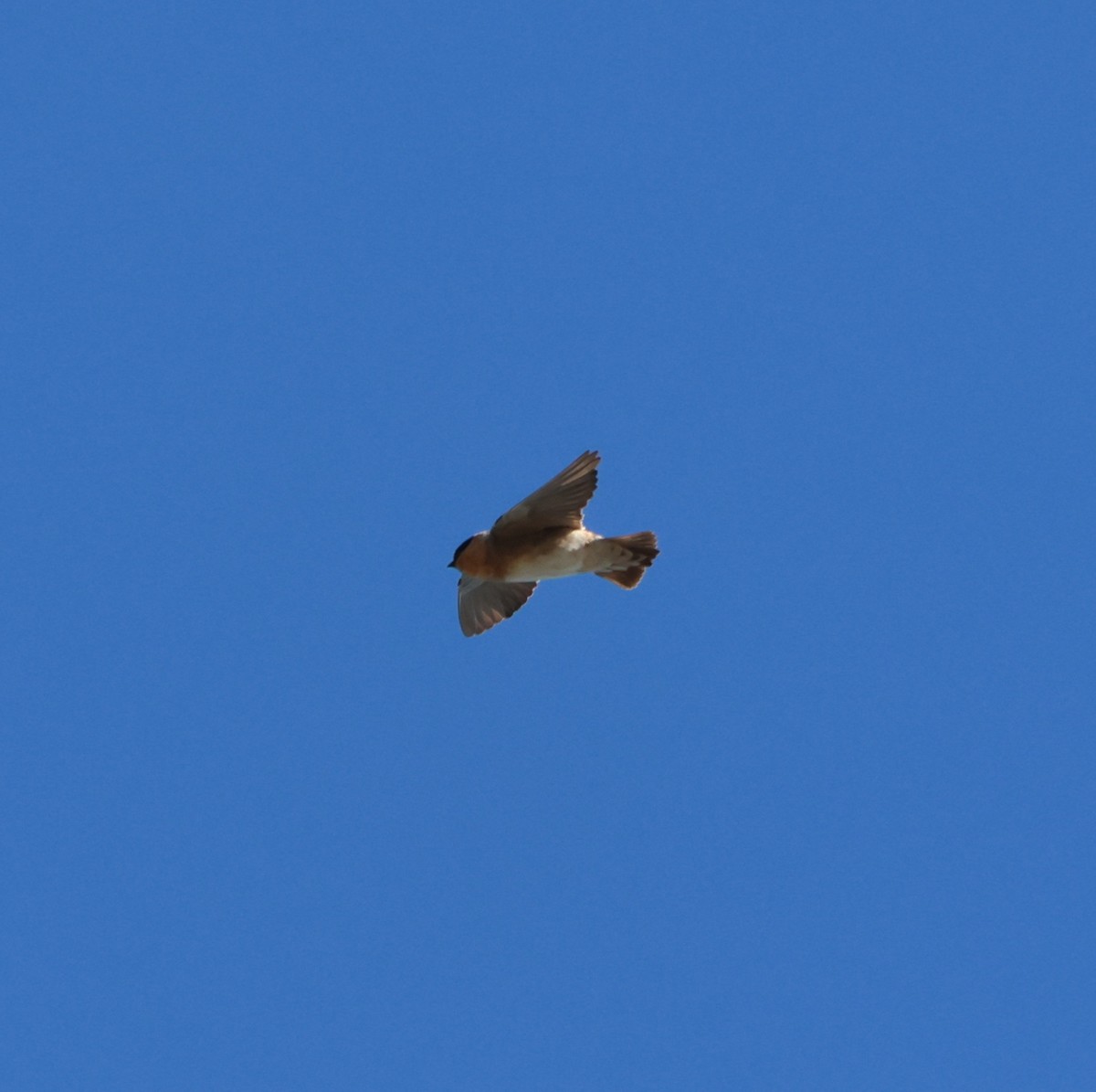 Cave Swallow - ML645344110