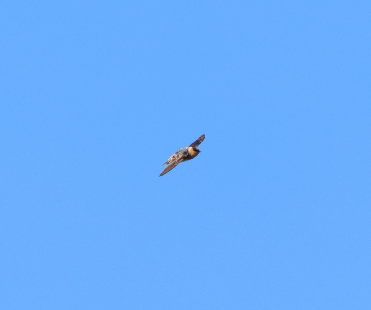 Cave Swallow - ML645344112