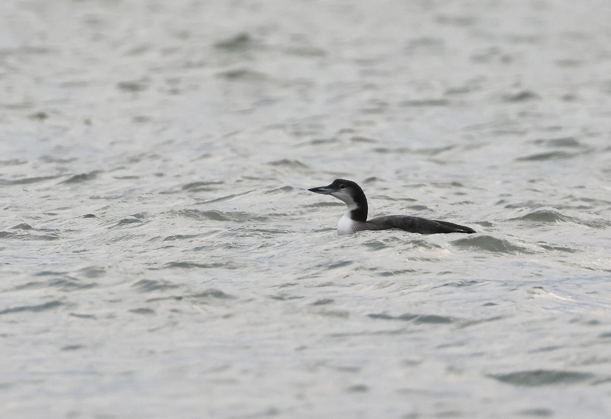 Common Loon - ML645344114