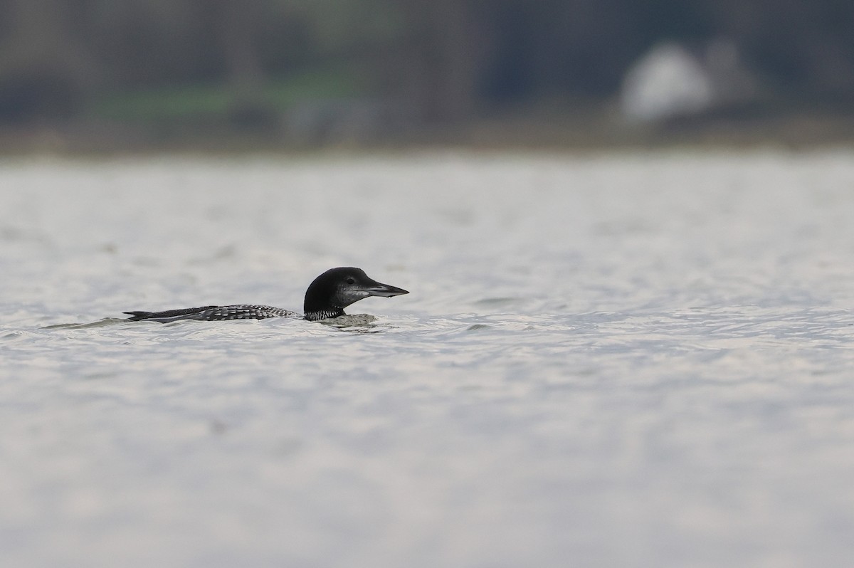 Common Loon - ML645344115