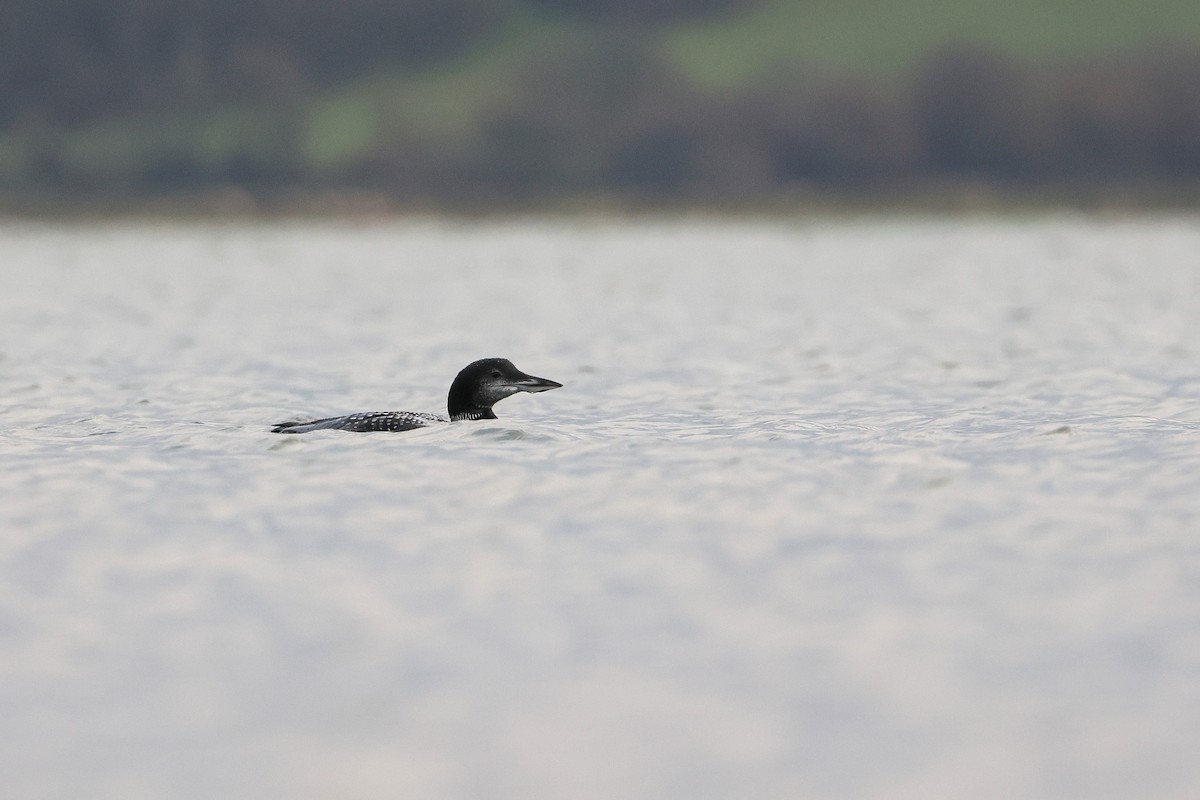 Common Loon - ML645344116
