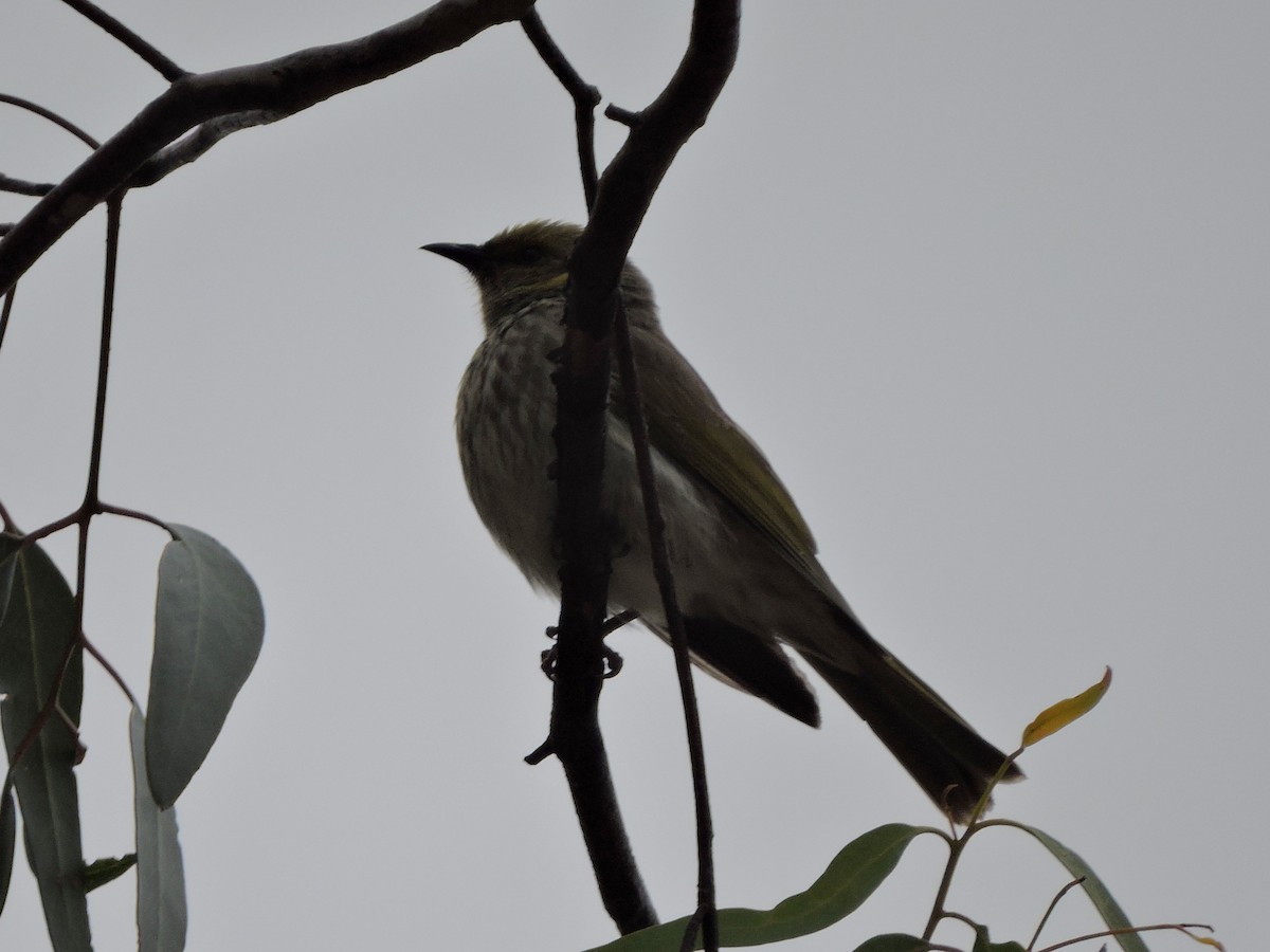 Méliphage orné - ML645344122