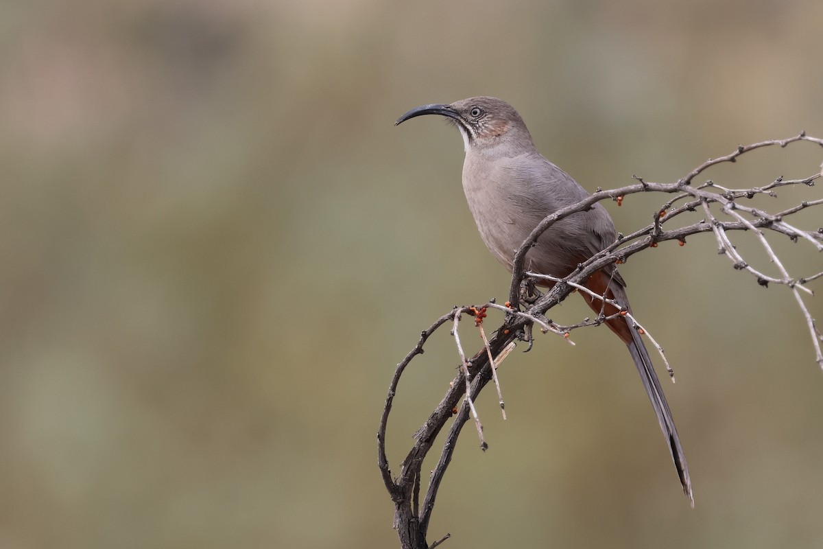Crissal Thrasher - ML645344152