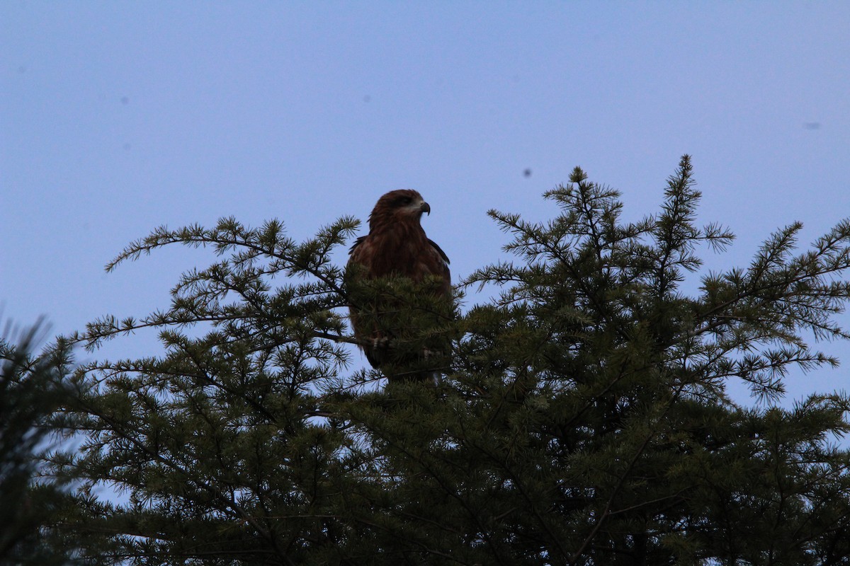 黑鳶 - ML645344175