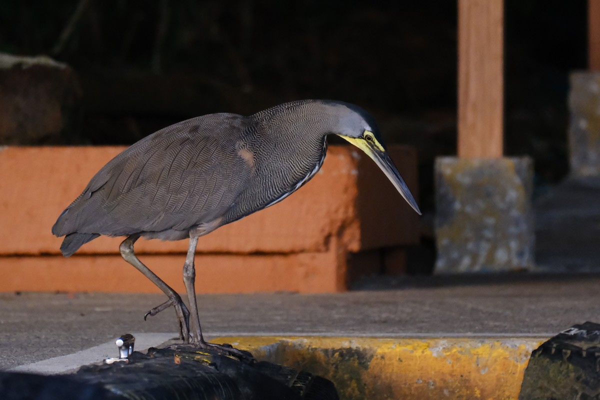 bukač středoamerický - ML645344177