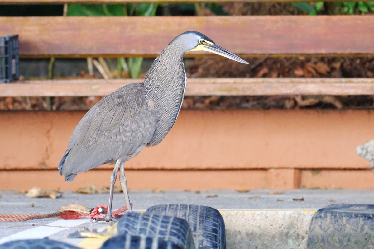 bukač středoamerický - ML645344178