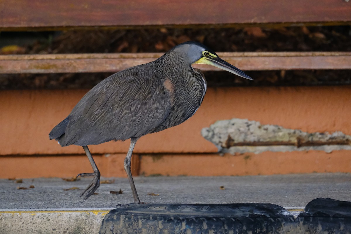 bukač středoamerický - ML645344179