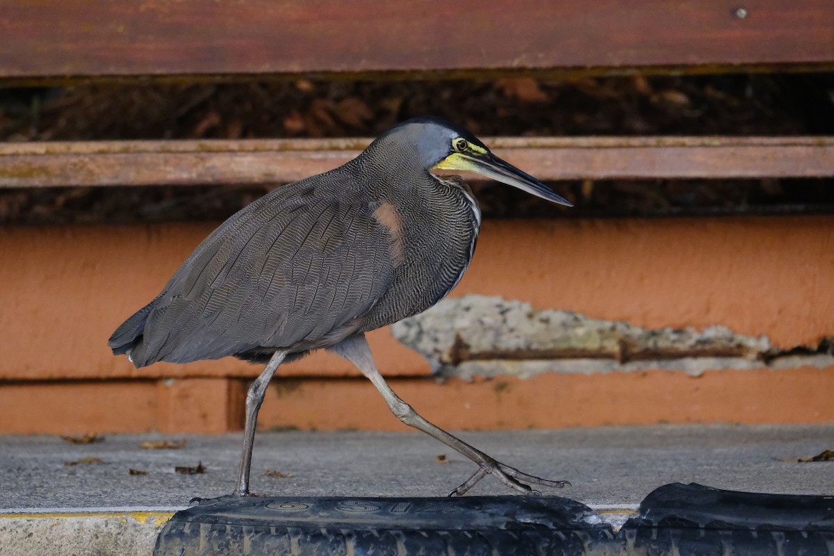 bukač středoamerický - ML645344180