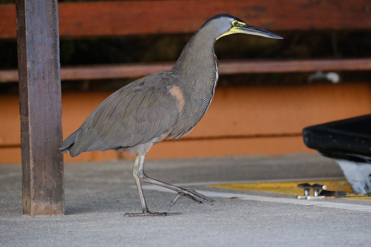 bukač středoamerický - ML645344181