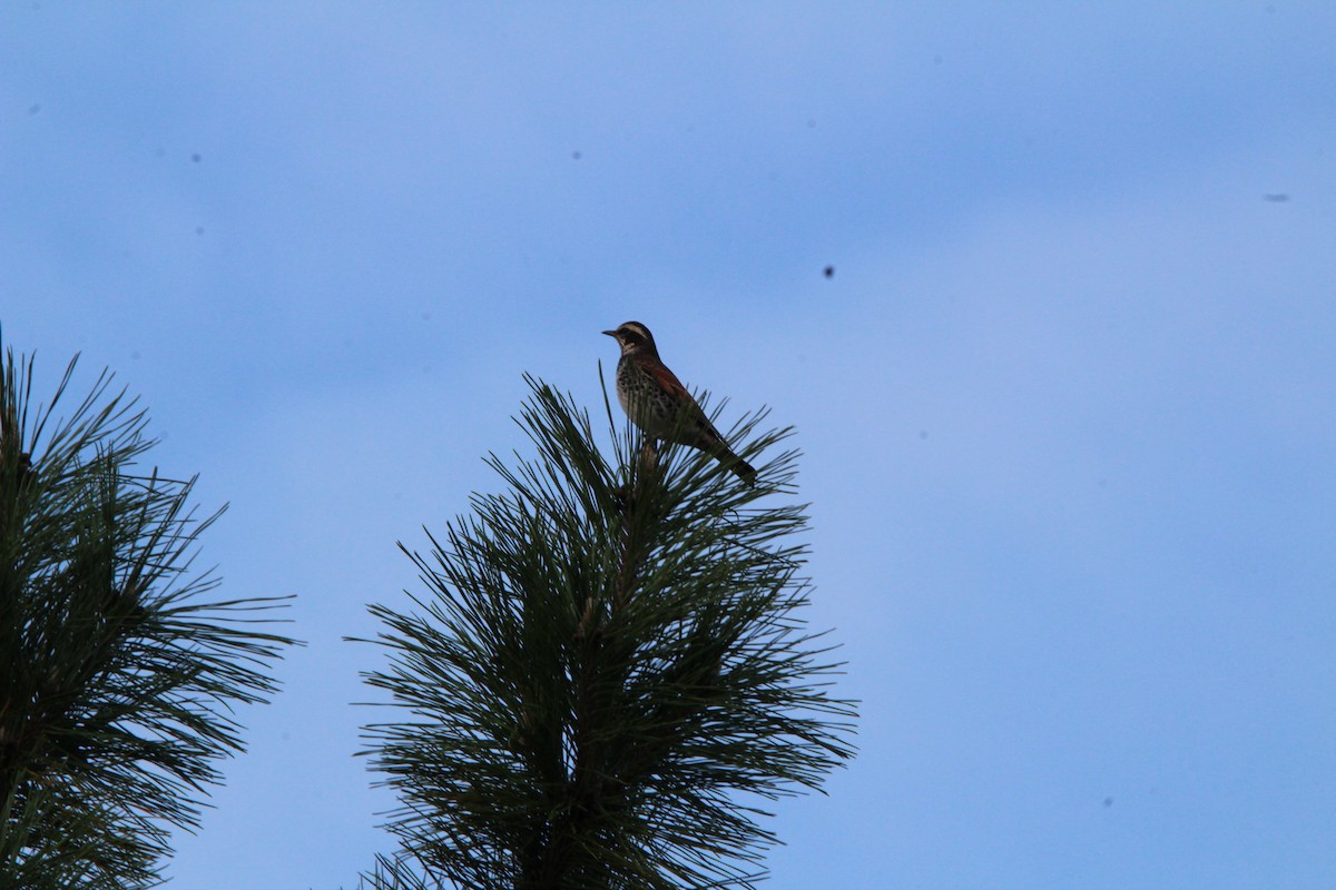 斑點鶇 - ML645344215