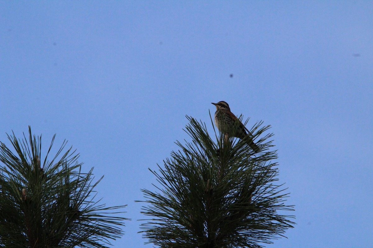 斑點鶇 - ML645344216