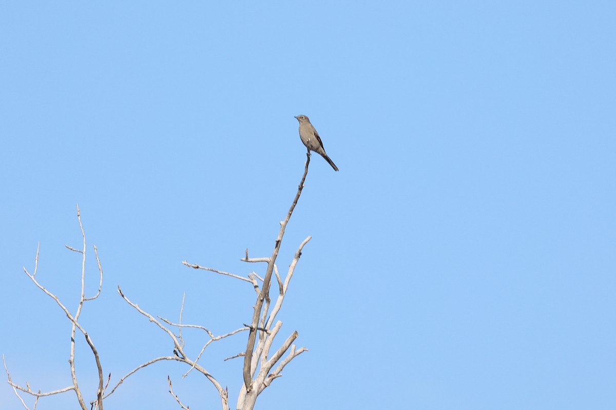Townsend's Solitaire - ML645344219