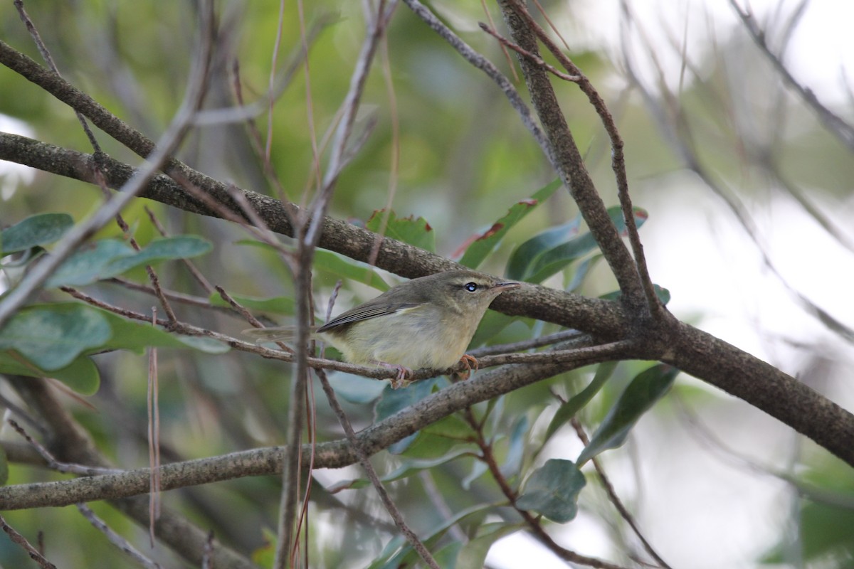 日本樹鶯 - ML645344247