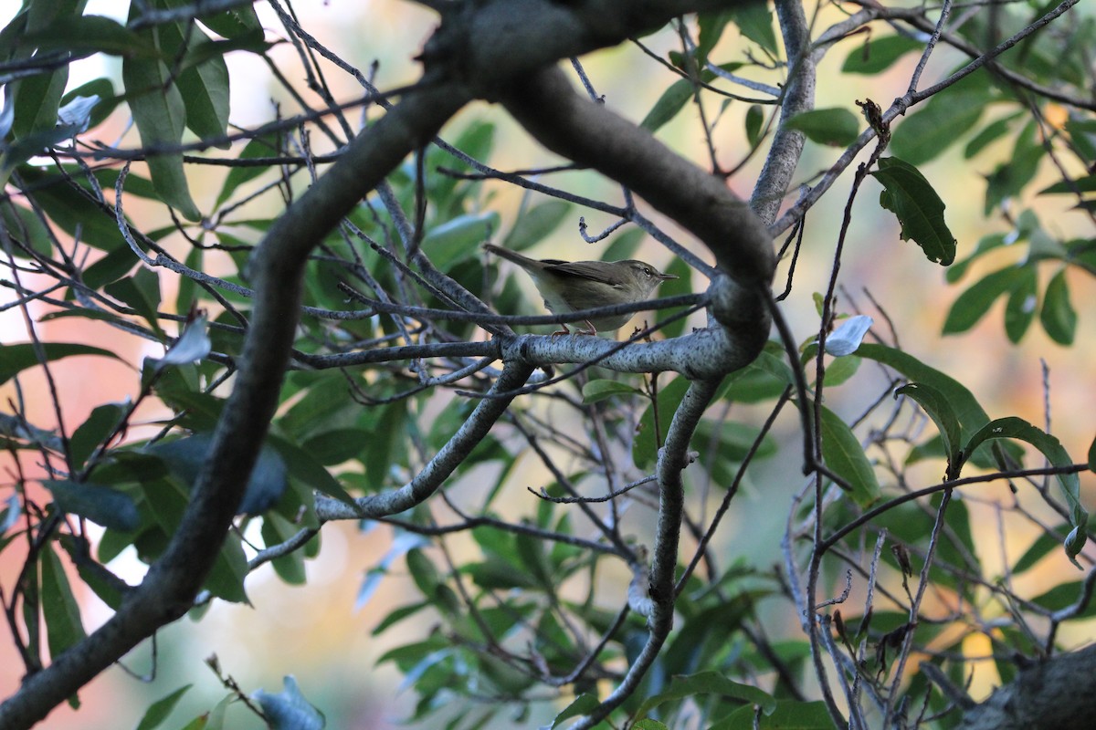 日本樹鶯 - ML645344248