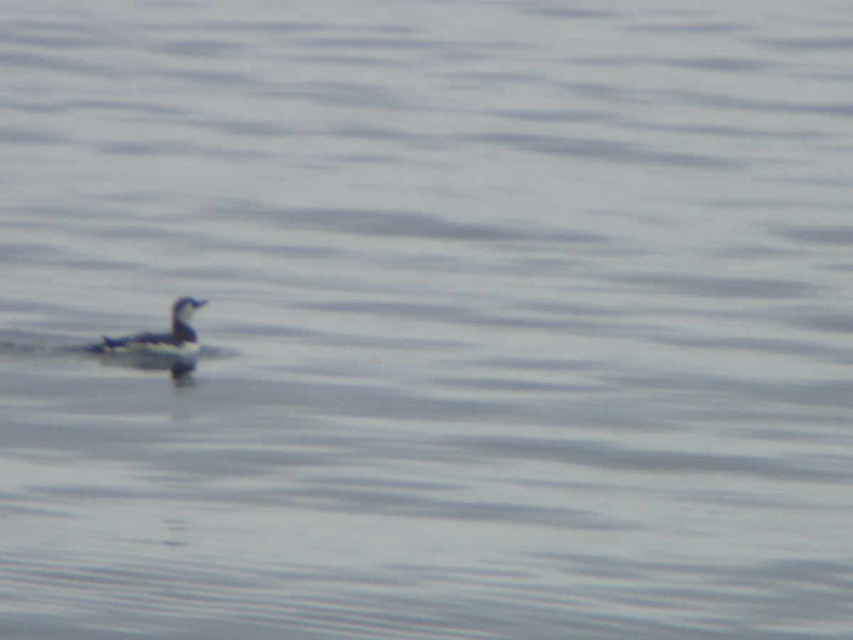 Common Murre - ML645344252