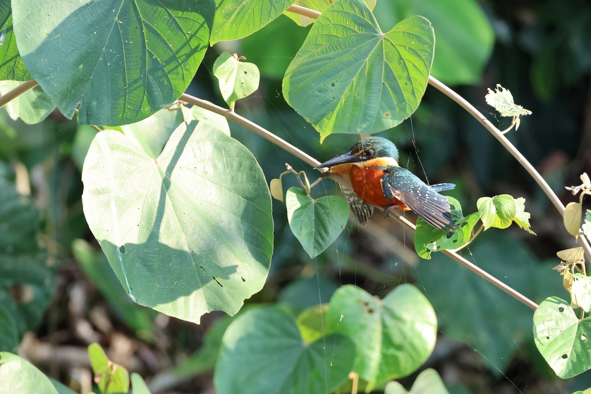 Green-and-rufous Kingfisher - ML645344255