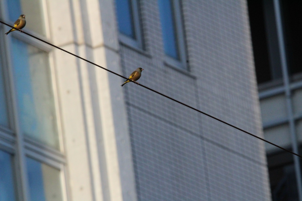 金翅雀 - ML645344257