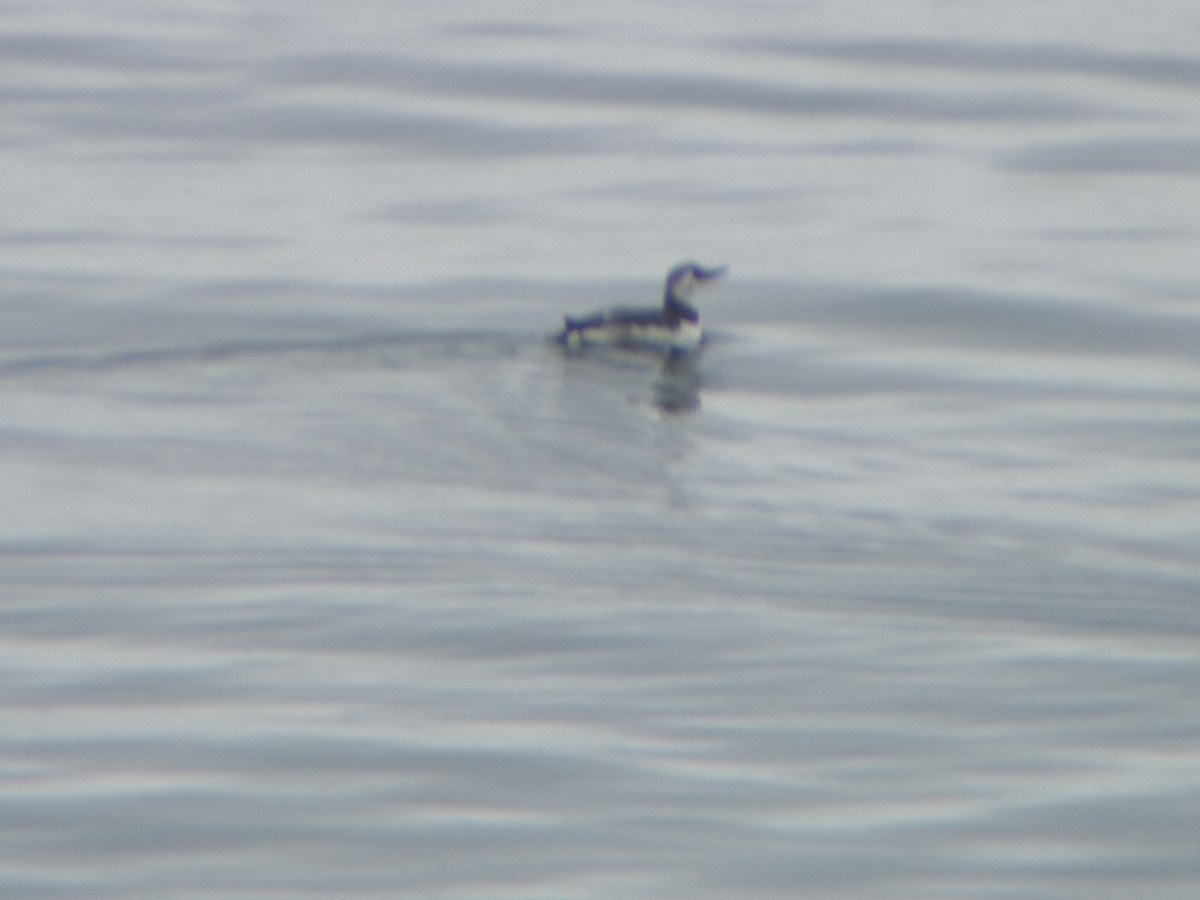 Common Murre - ML645344261