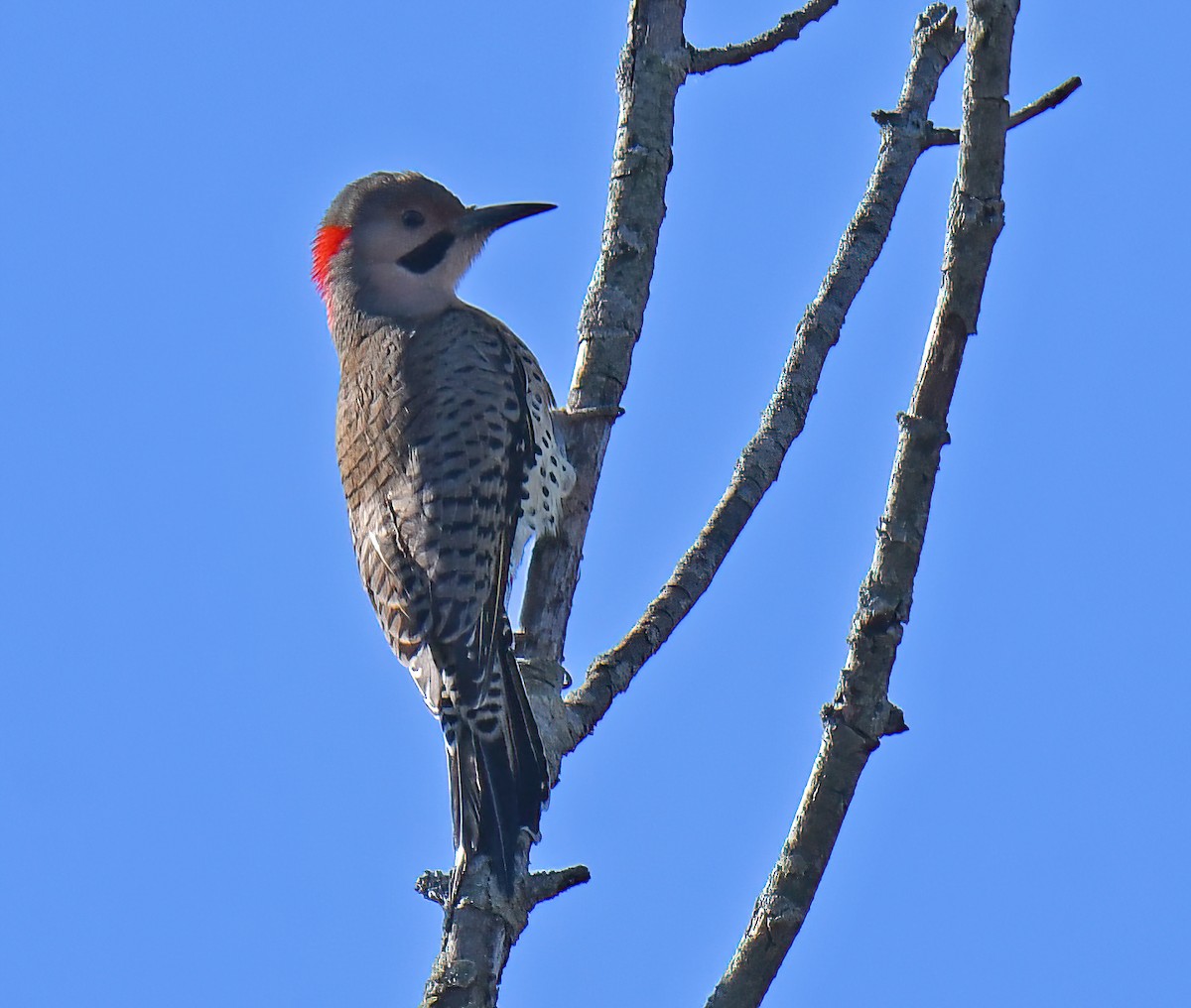 Northern Flicker - ML645344268