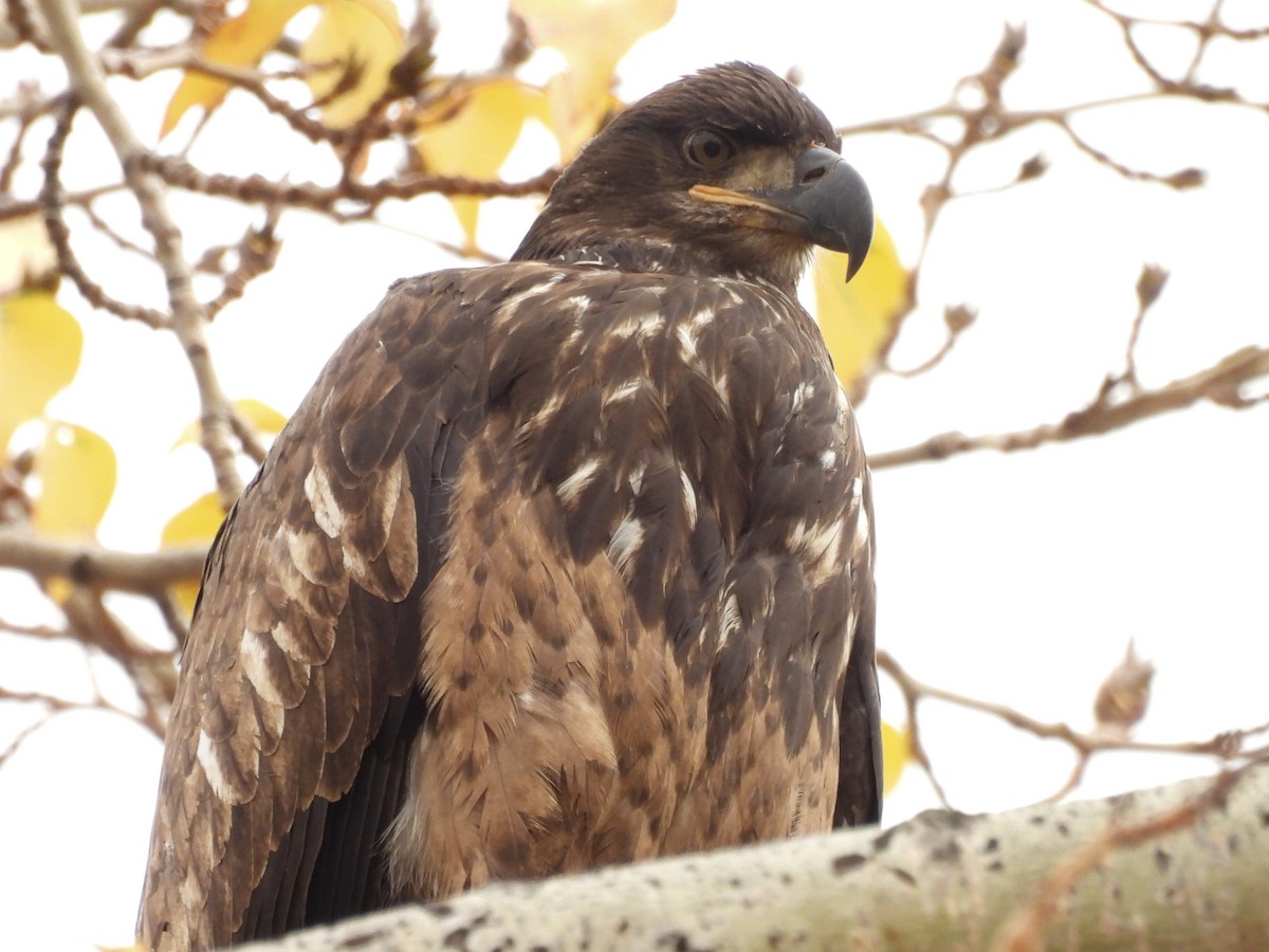 Bald Eagle - ML645344272