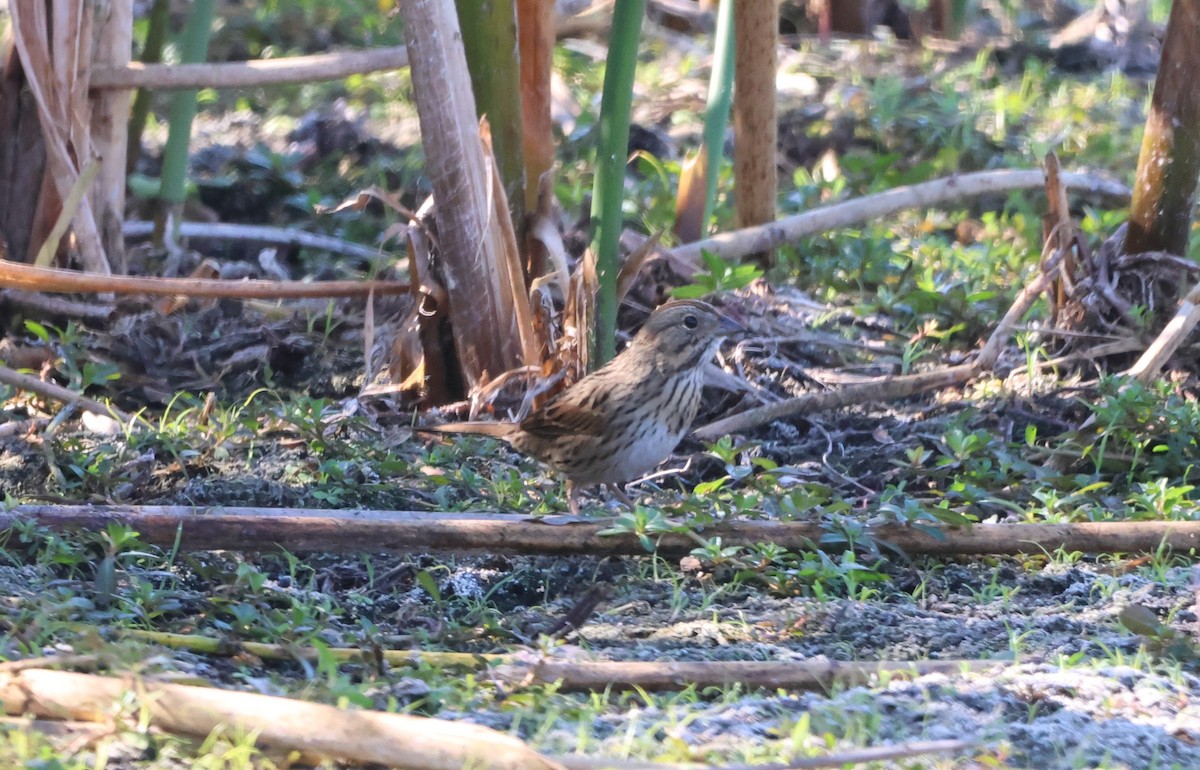 Lincoln's Sparrow - ML645344295