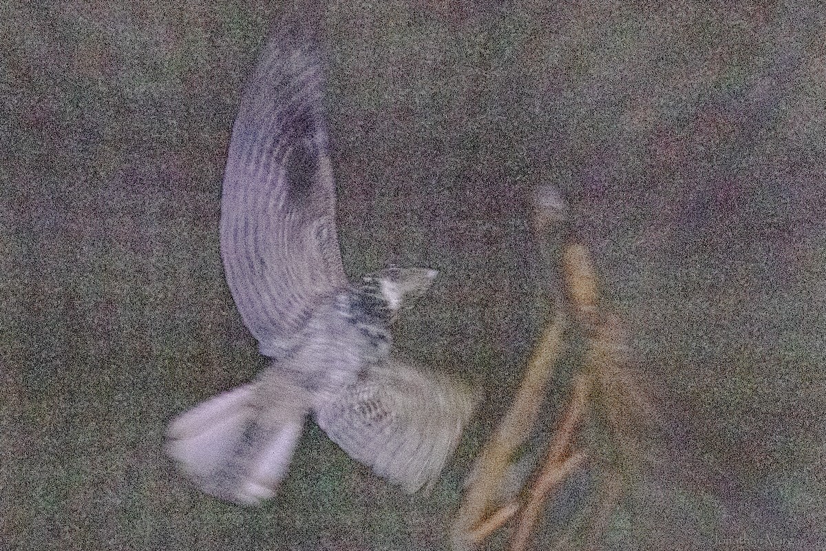 Chuck-will's-widow - ML645344302