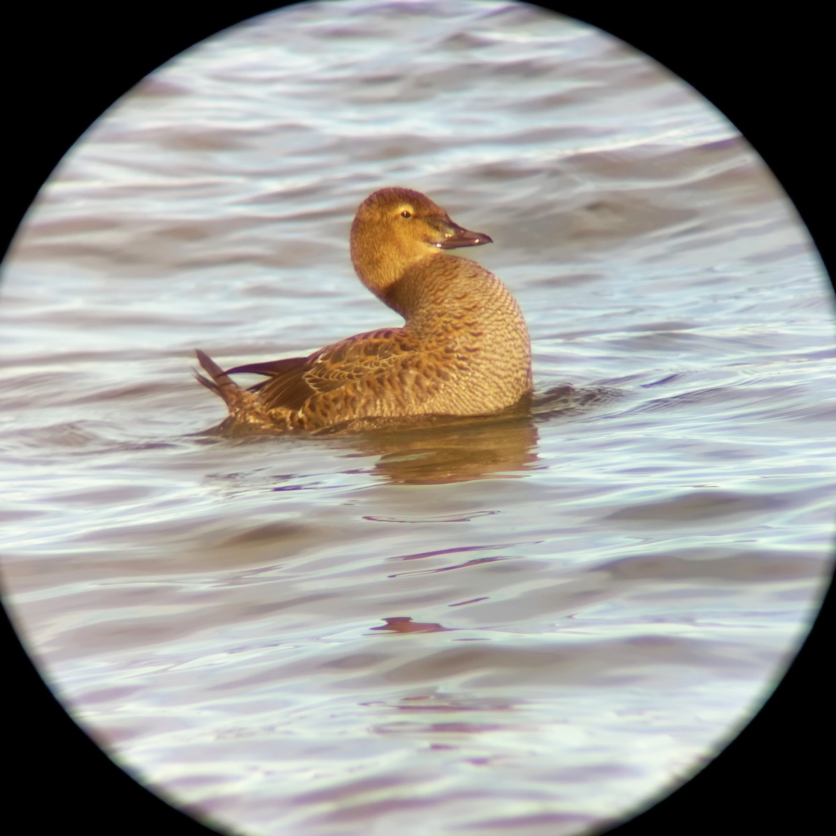 kajka královská - ML645344303