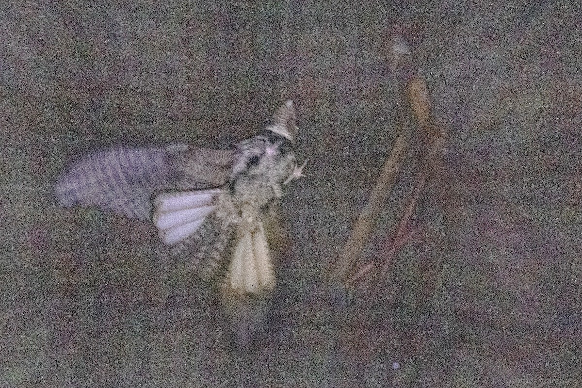 Chuck-will's-widow - ML645344305