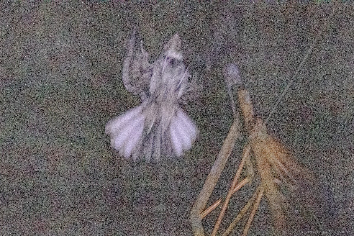 Chuck-will's-widow - ML645344309