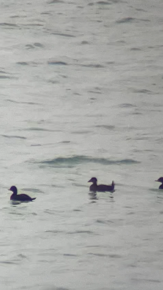 Surf Scoter - ML645344310