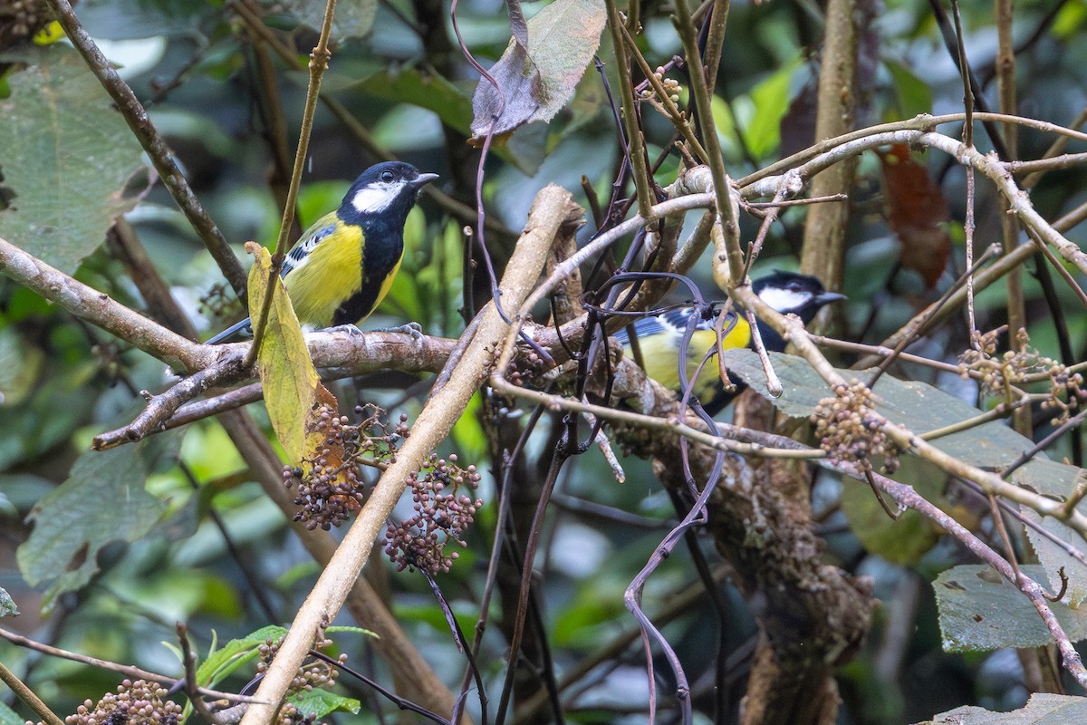 Green-backed Tit - ML645344313