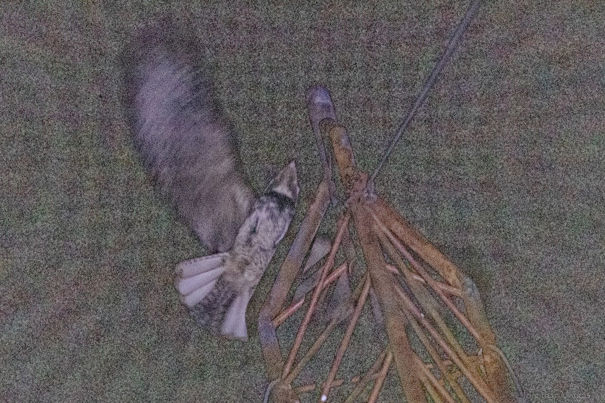 Chuck-will's-widow - ML645344314